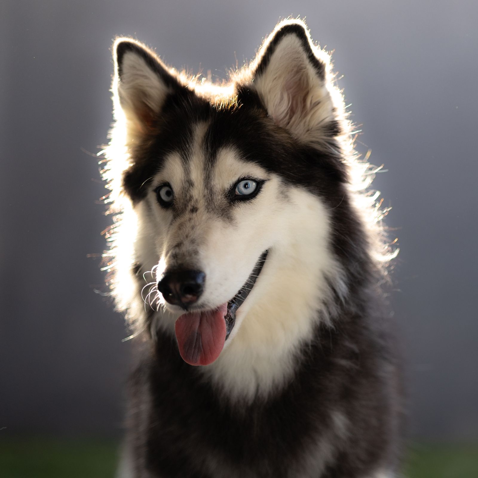 Clínica Veterinária Pet House Chapecó